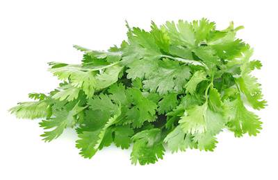 Fresh Cilantro -1 Bunch