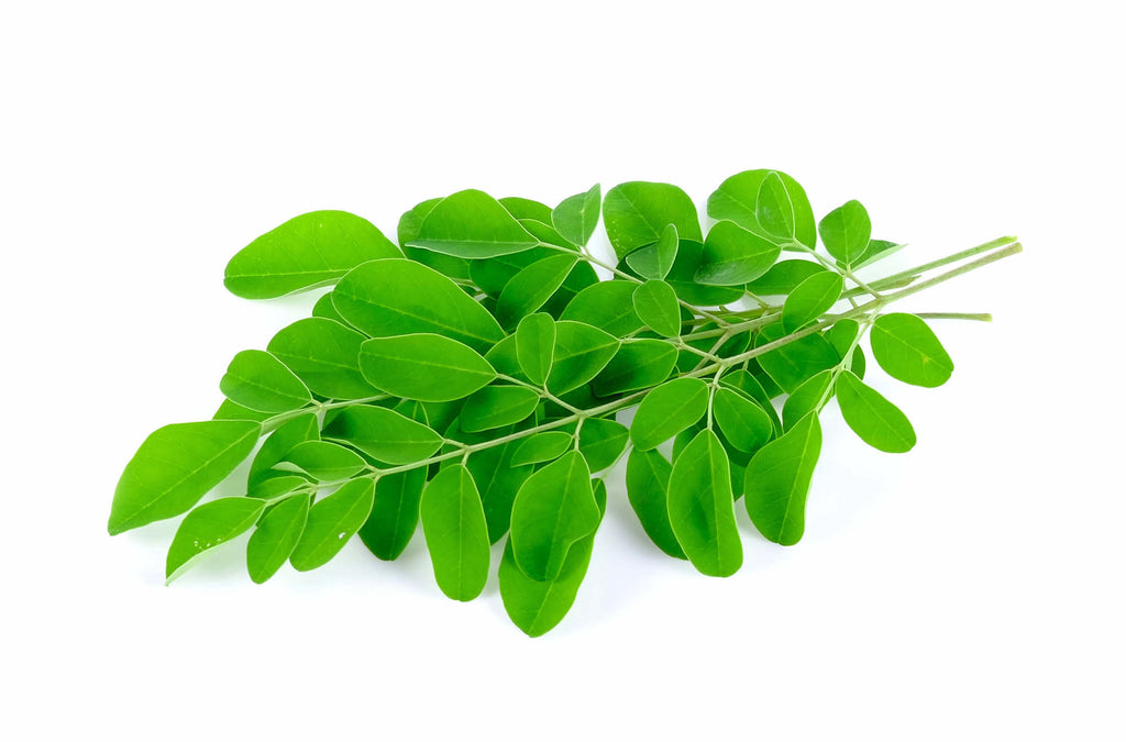 Drumsticks Leaves - 1 Bunch